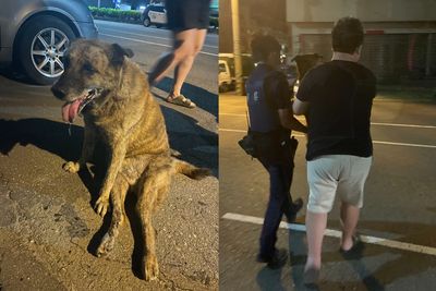 狗狗「快車道遭撞」痛到哭！暖警幫抬路邊找家　主人獲報心疼淚崩