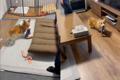 柯基等爸下班只為了「偷走手帕」 客廳繞圈圈短腿圓屁融化網