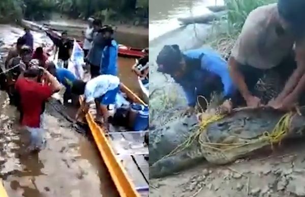 三寶爸被8公尺巨鱷吞下肚　村民活逮3鱷魚肚中發現「消化中碎屍」。（圖／翻攝自Twitter）