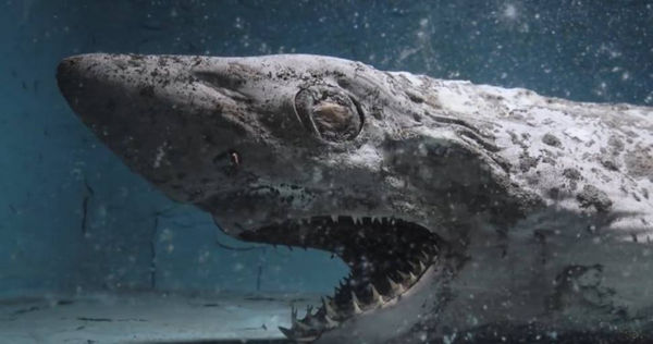 女城市探險家在西班牙一座廢棄水族館，發現殭屍鯊魚。（圖／翻攝自Juj