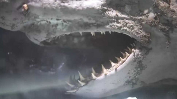 女城市探險家在西班牙一座廢棄水族館，發現殭屍鯊魚。