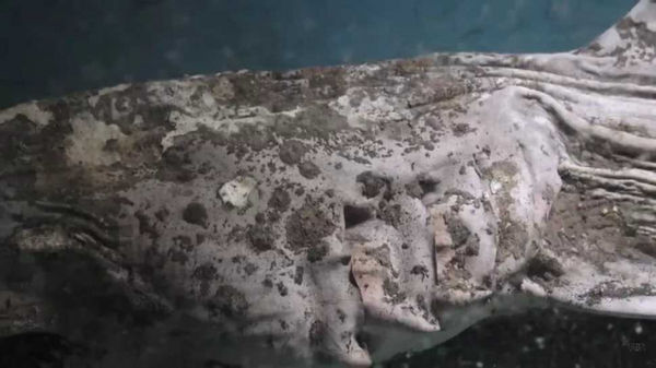 廢棄水族館裡有不少動物標本，但因長久沒有人打理，導致標本也開始腐壞。