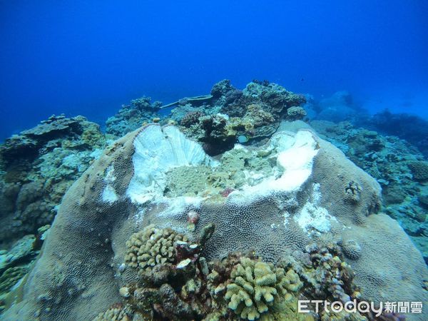 ▲▼有潛水教練直擊綠島石朗海域的珊瑚礁仍在被破壞中。（圖／俞明宏授權提供）