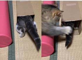 ▲灰白貓鑽紙箱，下秒卻遭同伴狠打屁屁。（圖／翻攝自推特「@KOHAKU_CHACHA」）