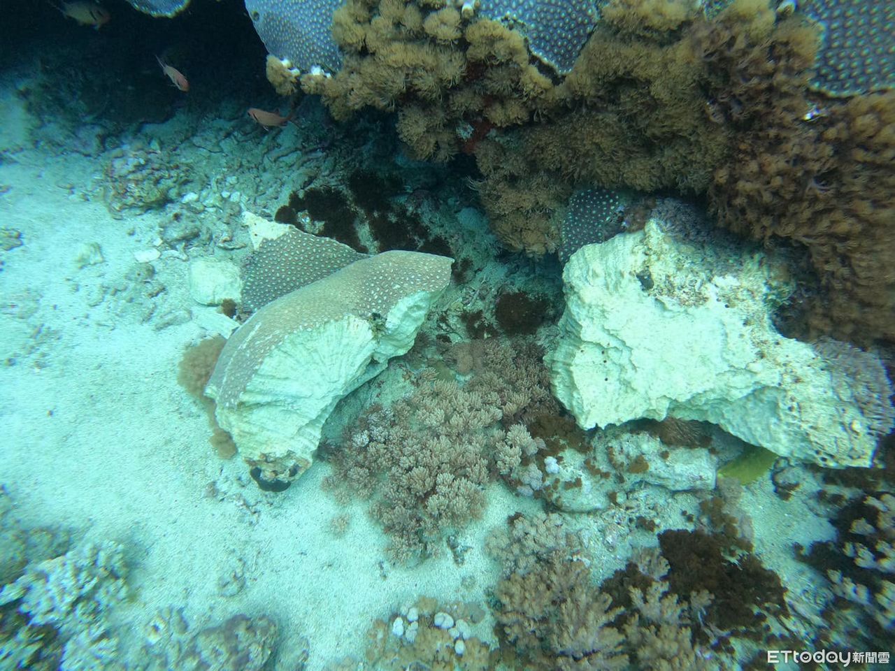 ▲▼有潛水教練直擊綠島石朗海域的珊瑚礁仍在被破壞中。（圖／俞明宏授權提供）
