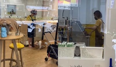 英鬥犬「熱愛洗澡」下車直奔寵物店　坐進淋浴間傻笑：我準備好了