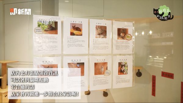 ▲貓中途,台北畫刊,貓食光,街貓友善照顧行動方案。（圖／翻攝自影片）