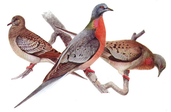 北美州旅鴿,DNA,絕種,保育