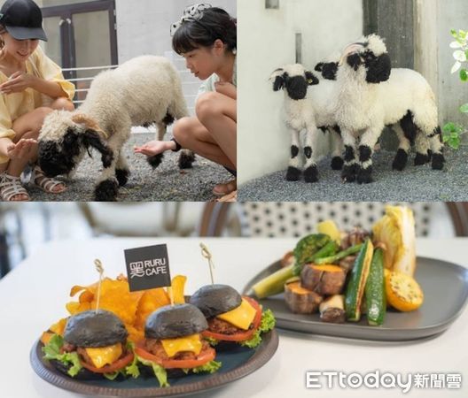 ▲不怕生的瑞士最考可愛黑皮羊與「黑RURU CAFE」黑色系午餐。（圖／綠舞提供）