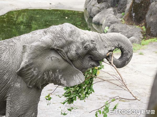 ▲▼聽音辨位找食物　非洲象午餐爭奪戰。（圖／台北市立動物園提供，下同）