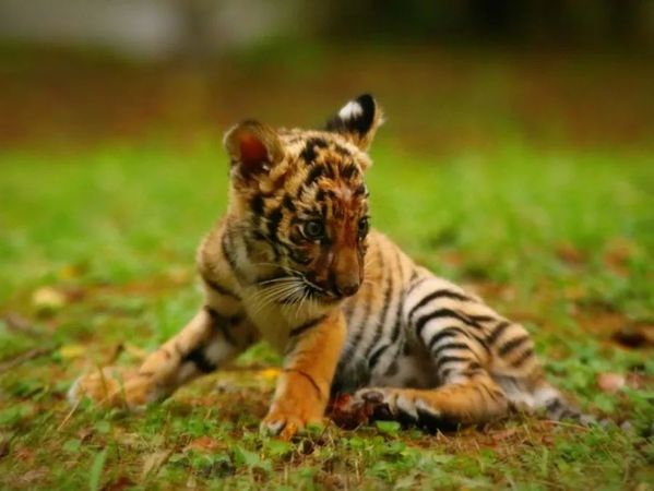 ▲▼ 今天是「世界老虎日」，上海動物園最小隻孟加拉虎「小愛」首次曝光            。（圖／翻攝 澎湃新聞）