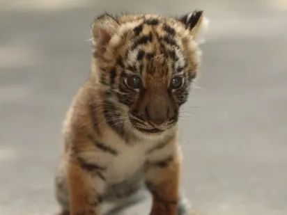 ▲▼ 今天是「世界老虎日」，上海動物園最小隻孟加拉虎「小愛」首次曝光            。（圖／翻攝 澎湃新聞）