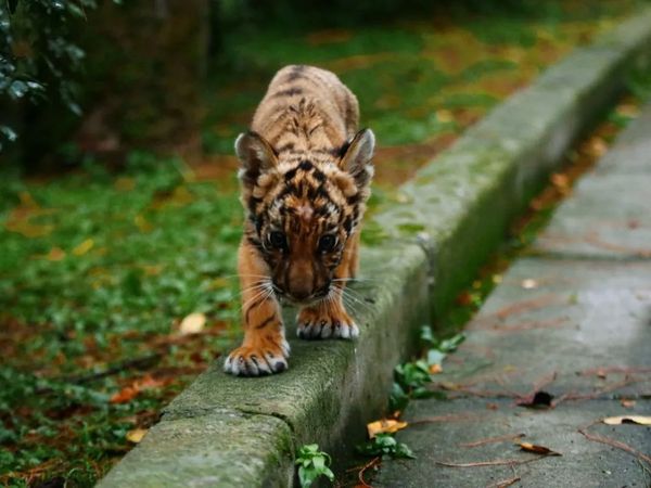 ▲▼ 今天是「世界老虎日」，上海動物園最小隻孟加拉虎「小愛」首次曝光            。（圖／翻攝 澎湃新聞）