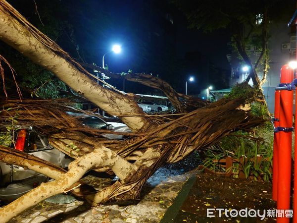 ▲▼台北市瑞安街新龍公園路樹倒塌。（圖／記者邱中岳翻攝）
