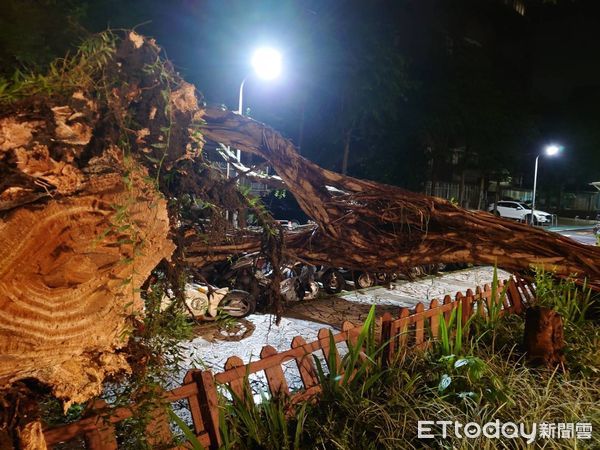 ▲▼台北市瑞安街新龍公園路樹倒塌。（圖／記者邱中岳翻攝）