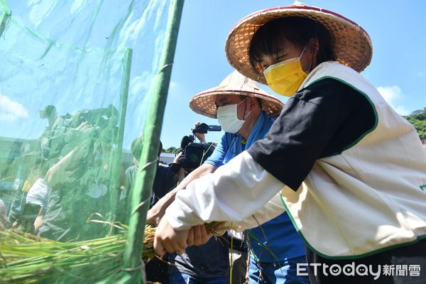 ▲汐止農會休閒中心體驗割稻 侯友宜表揚傑出貢獻農民。（圖／新北市農業局提供）