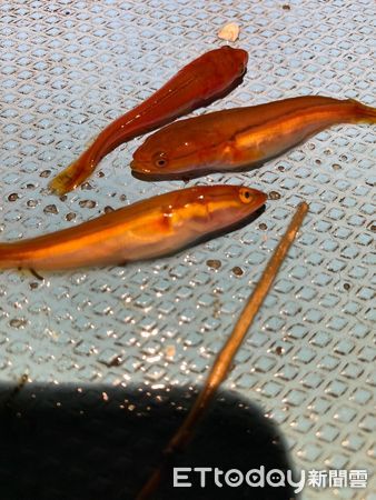 ▲外來種魚虎的幼魚「魚球」已於日月潭現蹤。（圖／「黃小四」臉書粉專提供）