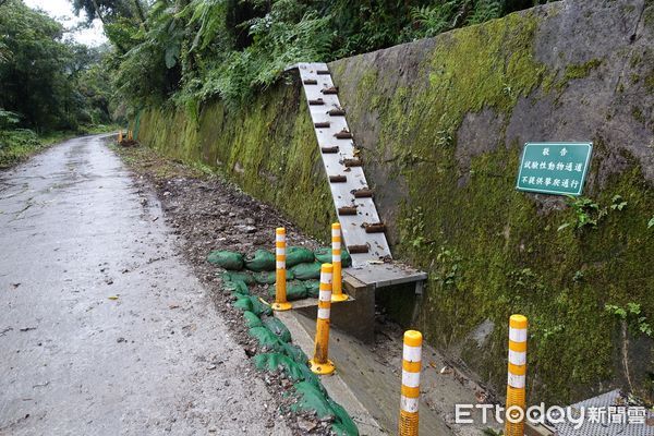 ▲▼花蓮林管處在西林林道邊建構矩形排水溝之混凝土斜坡道、製作集水井之混凝土及木構動物逃脫坡道、攀爬網，也在擋土牆設置白鐵斜坡道。(圖／花蓮林管處提供，下同)