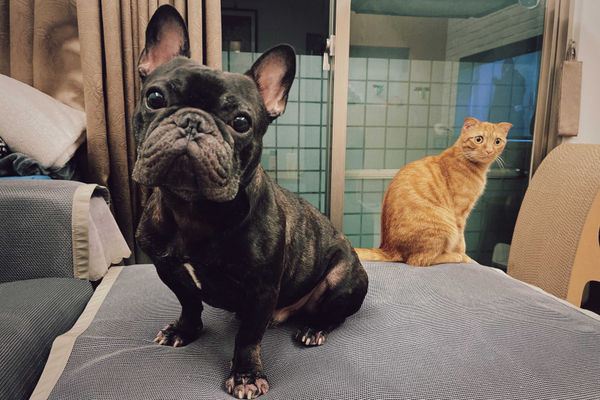 林哲熹家裡先前除了有狗狗貝狗之外，還有一隻貓叫貝弟。（圖／林哲熹提供）