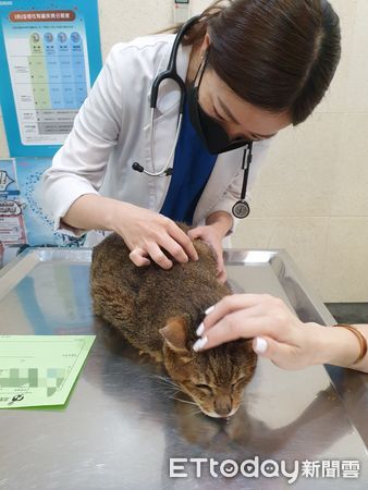 慈愛動物醫院健檢。（圖／東森寵物雲提供）