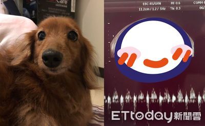 超音波照到離世臘腸犬 多帶「一隻小夥伴」感動媽:女兒回來了