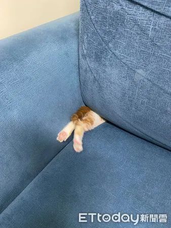 小貓一聽到吸塵器躲沙發。（圖／飼主陳玧之提供）