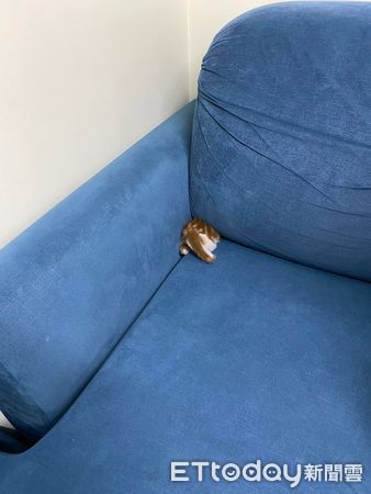小貓一聽到吸塵器躲沙發。（圖／飼主陳玧之提供）
