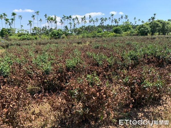 ▲▼連續高溫未降雨，瑞穗鄉茶樹植株乾枯、新芽發育不良及遲滯情況嚴重。（圖／花蓮縣政府提供，下同）