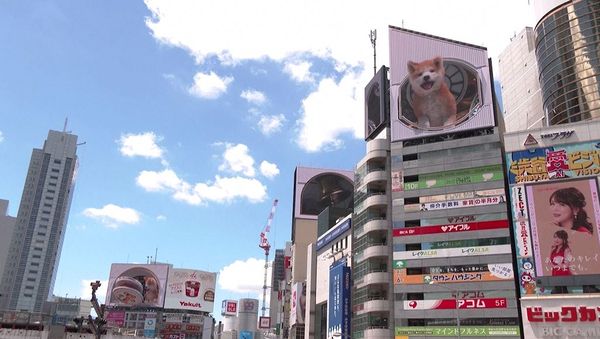 ▲澀谷站出現「巨大秋田犬」　整點衝出電視牆「報時＋接飛盤」萌翻。（圖／路透）