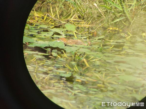 ▲2022年菱角鳥夏季繁殖調查，發現水雉族群數量穩定成長，數量達1622隻，相較去年增加了312隻。（圖／記者林悅翻攝，下同）