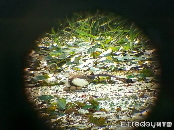 ▲2022年菱角鳥夏季繁殖調查，發現水雉族群數量穩定成長，數量達1622隻，相較去年增加了312隻。（圖／記者林悅翻攝，下同）