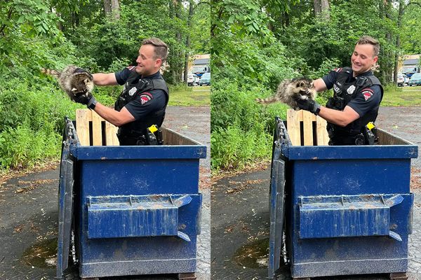 ▲受困浣熊被從垃圾箱救出，滿臉羞恥表情。（圖／翻攝自Facebook／Amherst Police Department）