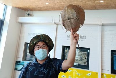 鱟專家香山濕地講解!驚見本尊現身 8隻稚鱟推估5歲了