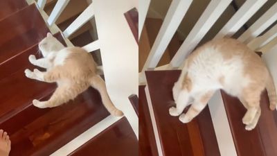 重新定義軟爛！橘白貓偏不用腳下樓梯　靠扶手躺地「波浪式下滑」