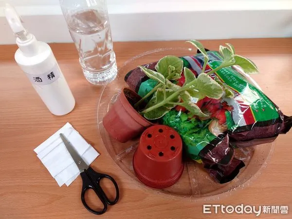 ▲打造自家香草花園 新北利用「扦插」繁殖。（圖／新北市景觀處提供）