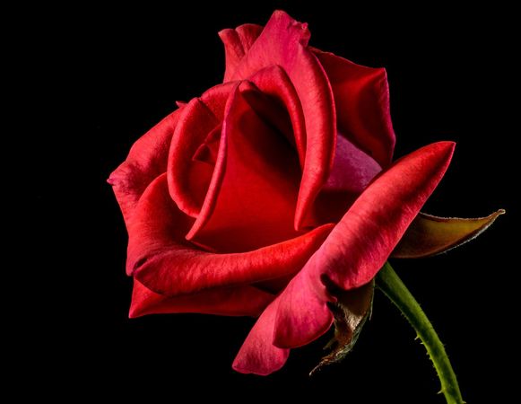 ▲▼玫瑰。（圖／取自免費圖庫pixabay）