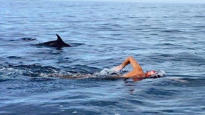 他海中游泳「遇6英尺鯊魚準備活吞」　海豚們感動圍成圈相救