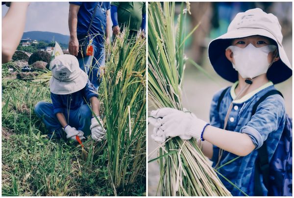 ▲士林平等社區的「鵝尾山水田」稻米即將收成，今年訂於8/27開放3小時體驗,稻浪棧橋。（圖／大地處提供）