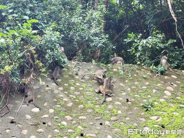 ▲松柏嶺受天宮附近出現「一夫六妻六子」的台灣獼猴大家庭。（圖／吳姓民眾提供，下同）