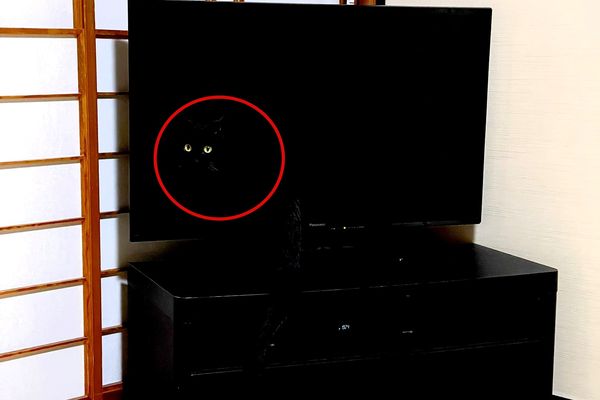 ▲▼黑貓和電視櫃完美融合了。（圖／翻攝自推特／@yonasawa）