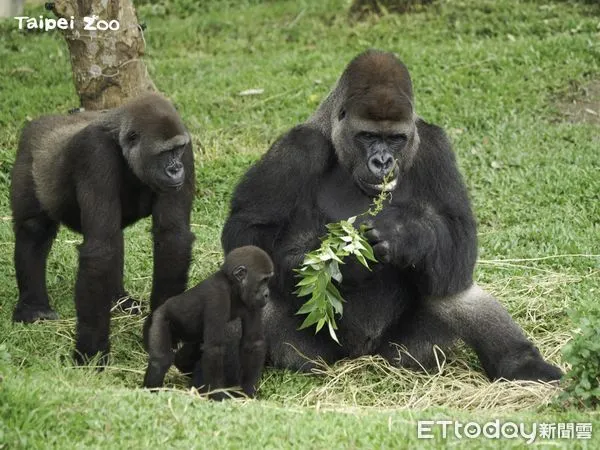 ▲ 台北動物園金剛猩猩 迪亞哥與Jabali、Ringo   。（圖／台北市立動物園提供）