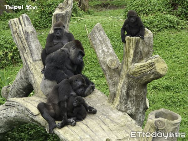 ▲ 台北動物園金剛猩猩 迪亞哥與Jabali、Ringo   。（圖／台北市立動物園提供）