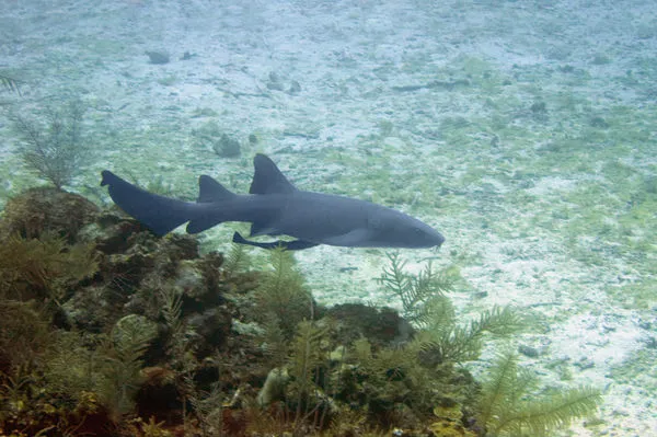 ▲▼護士鯊,鯊魚,Nurse shark。（示意圖／達志影像）