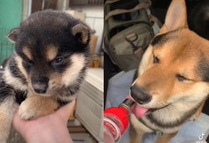 柴犬「黑助」長大黑髮消失變赤柴!飼主尷尬笑:取錯名字啦