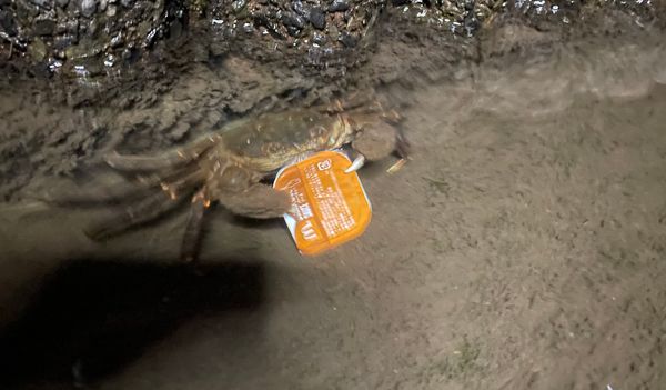 ▲網友於河邊發現夾著麥當勞糖醋醬不鬆手的螃蟹。（圖／翻攝自推特「@youkanoicne」）
