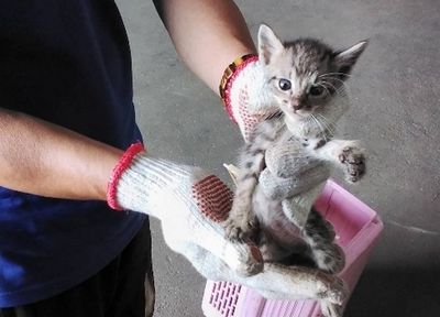 「奶貓季」來了!千萬別摸牠原因曝 發現哺乳貓救援謹記4步驟