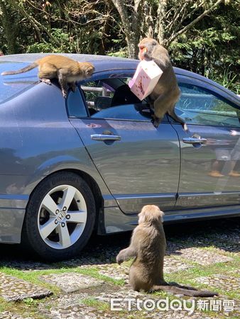 ▲台灣獼猴快速跳入車內搶得食物，全程不用5秒鐘。（圖／玉管處提供，周芳惠攝）