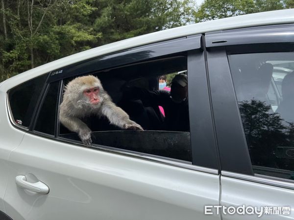 ▲台灣獼猴竄進遊客車內以乘客自居。（圖／玉管處提供，周芳惠攝）