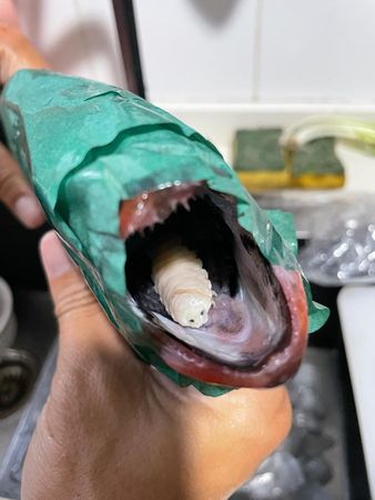 魚嘴裡藏有一隻肥美又巨大的寄生蟲，嚇壞不少網友。（翻攝自臉書社團香港壽司刺身關注組）