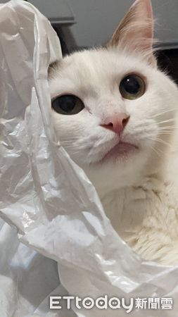 ▲▼黃子／貓咪超愛塑膠袋自己鑽進去　變成一袋完美三角形。（圖／飼主黃子授權提供）